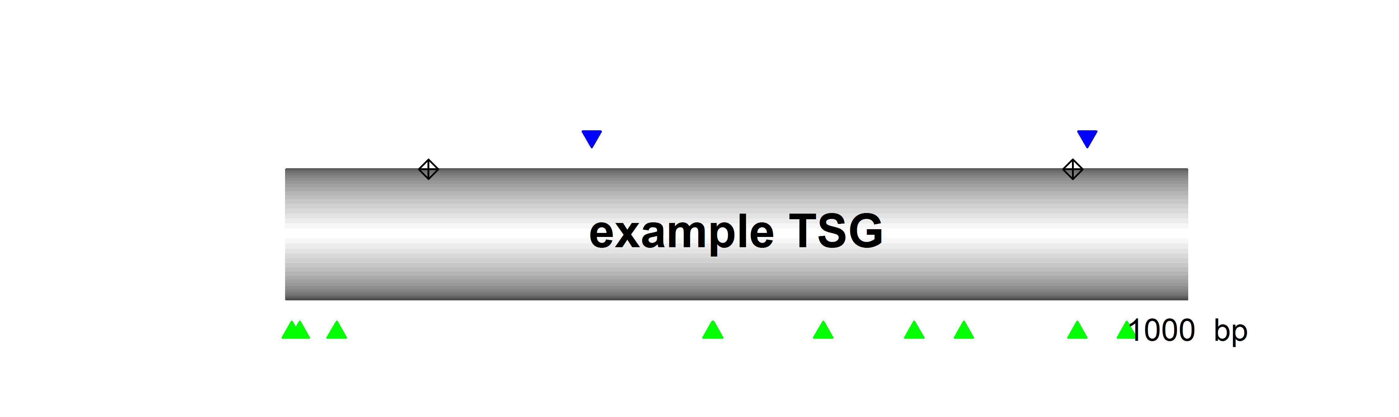 Example figure of the mutation pattern in a tumour suppressor gene